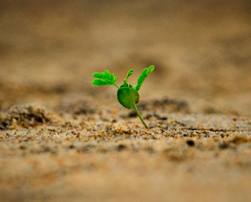 a small green plant sprout from the earth