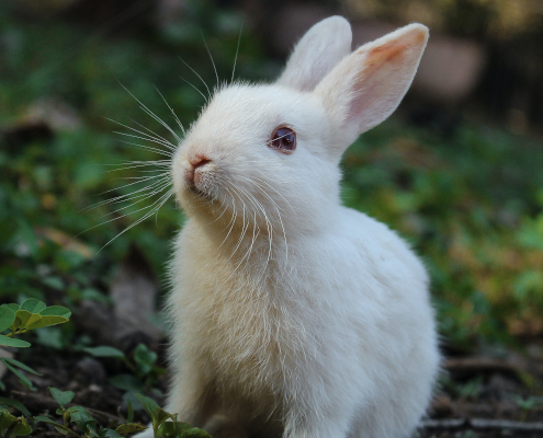 Weißes Kaninchen