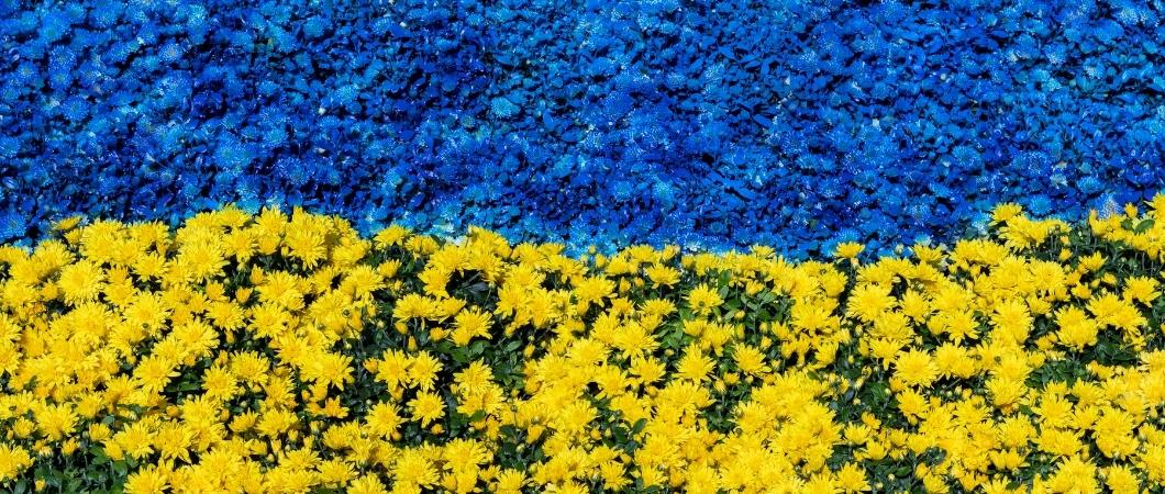 Blumen und Steine in ukrainischen Farben